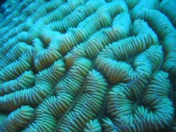 Brain coral in Belize -
Canon Powershot S50 by Miranda Devisser 
